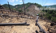 Thủ tướng yêu cầu điều tra vụ phá rừng ở Quảng Nam