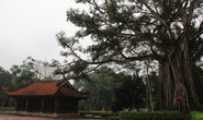 Chuyện kỳ lạ về những “cụ cây” ở di tích Lam Kinh