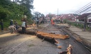 Cây đổ ra quốc lộ, đè chết 2 mẹ con