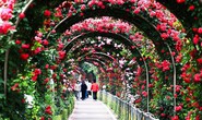 300 loài hoa hồng hội tụ trong lễ hội hoa hồng Bulgaria tại Việt Nam