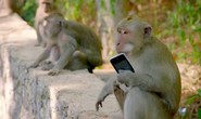 Bầy khỉ xã hội đen trên đảo Bali