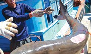 Chuyện câu cá mập của ngư dân Phú Quý