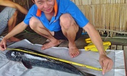 Cá lóc bông khủng dày đặc ở Láng Sen