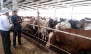 'Vua chuối' kiếm triệu đô nhờ vỗ béo bò Úc