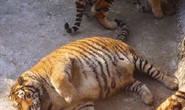 Trung Quốc: Bi hài hổ béo phì sau Tết