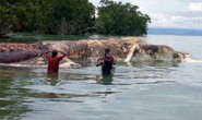 Giải mã “quái vật biển” dạt vào bãi biển Indonesia