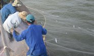Xôn xao mùa cá đối ở Gò Công Đông