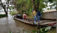 Sướng gì bằng ăn cá linh ngay đồng nước nổi