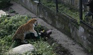 Hổ tấn công nhân viên sở thú trước mắt du khách