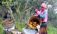 Hoa mắt với phụ nữ Mông ở Hà Giang