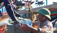 Ngư dân Hà Tĩnh thỏa sức bắt cá trích