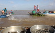 Chợ cá rặt đồng mùa nước nổi ở miền Tây