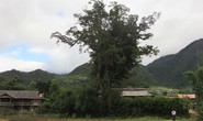 Đi tìm cây sa mu ngàn tuổi dưới dãy Hoàng Liên Sơn