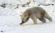 Gấu trắng Bắc Cực sẽ ăn cả thịt người do biến đổi khí hậu?