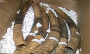 Chiến sĩ biên phòng tham gia vận chuyển lậu gần 1,5 tấn ngà voi