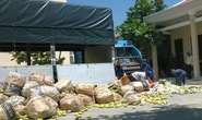Tiêu hủy ngay 66 tấn xoài nhập lậu từ Campuchia