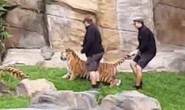 Bị chỉ trích vì...đánh, kéo đuôi hổ