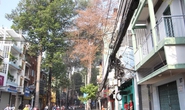Đầu độc cây xanh?