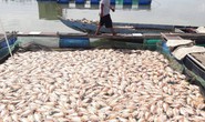 Hơn 80 tấn cá chết trắng trên sông Cổ Cò
