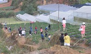 'Cò' du lịch hoành hành Đà Lạt