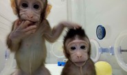 Nhân bản vô tính: Sau khỉ là con người?