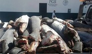 Mexico: Phát hiện 300 xác cá mập chất đống dọc đường