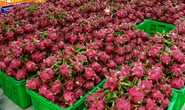 MM Mega Market “giải cứu” hơn 100 tấn thanh long