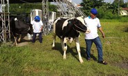TP HCM chọn bò sữa, heo, tôm, hoa lan... là sản phẩm nông nghiệp chủ lực
