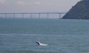 Cầu vượt biển dài nhất thế giới của Trung Quốc bức tử đàn cá heo hiếm