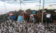 Kiến nghị xuất khẩu khoai lang chính ngạch sang Trung Quốc
