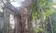 Cận cảnh 2 cây sưa giá “trăm tỉ” được Hà Nội đồng ý bán