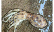 Hoang mang trước thông tin xuất hiện loài mực cực độc ở Phú Quốc