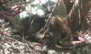 Phát hiện một con bò tót chết trong khu bảo tồn tại Đồng Nai