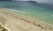 Nước mắt 145 con cá voi chết trên bờ biển New Zealand