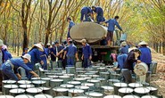 Xuất khẩu cao su thứ 3 thế giới, Việt Nam vẫn phải nhập hàng tỉ USD để sản xuất