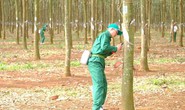 Hội thi Bàn tay vàng khai thác mủ cao su: Công ty TNHH MTV Cao su Phú Riềng đoạt các giải cao nhất