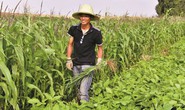 Tiến sĩ rủ nhau về quê làm nông nghiệp organic