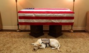 Chuyện xúc động về chó cưng của cố Tổng thống Bush “cha”