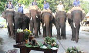 Độc đáo lễ cúng sức khỏe cho voi