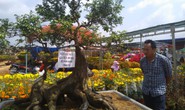 Chiêm ngưỡng cây khế hình chó, dừa 15 ngọn giá nửa tỉ ở Phú Quốc