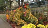 Chó tắc kiểng độc đáo chào Xuân Mậu Tuất