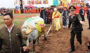 3 trâu đoạt giải trang trí vinh dự cày ruộng trong lễ hội Tịch Điền