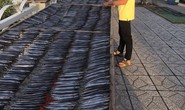 Giáp Tết, người nuôi cá kèo lao đao