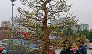 Cây mai “khủng” được đại gia Ninh Bình mua giá 180 triệu đồng