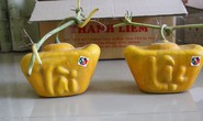 Dưa hấu thỏi vàng cháy hàng dịp Tết do thất mùa