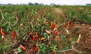 4 sào ớt nghi bị kẻ gian phun thuốc diệt cỏ “đầu độc”