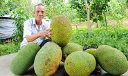 Mít Thái tiếp tục tăng giá kỷ lục