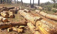 Bắt chủ tịch xã tiếp tay phá rừng
