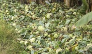 Nông dân ngậm ngùi phá bỏ su hào vì không bán được