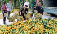 Ồ ạt tăng diện tích, cam sành rớt giá liên miên